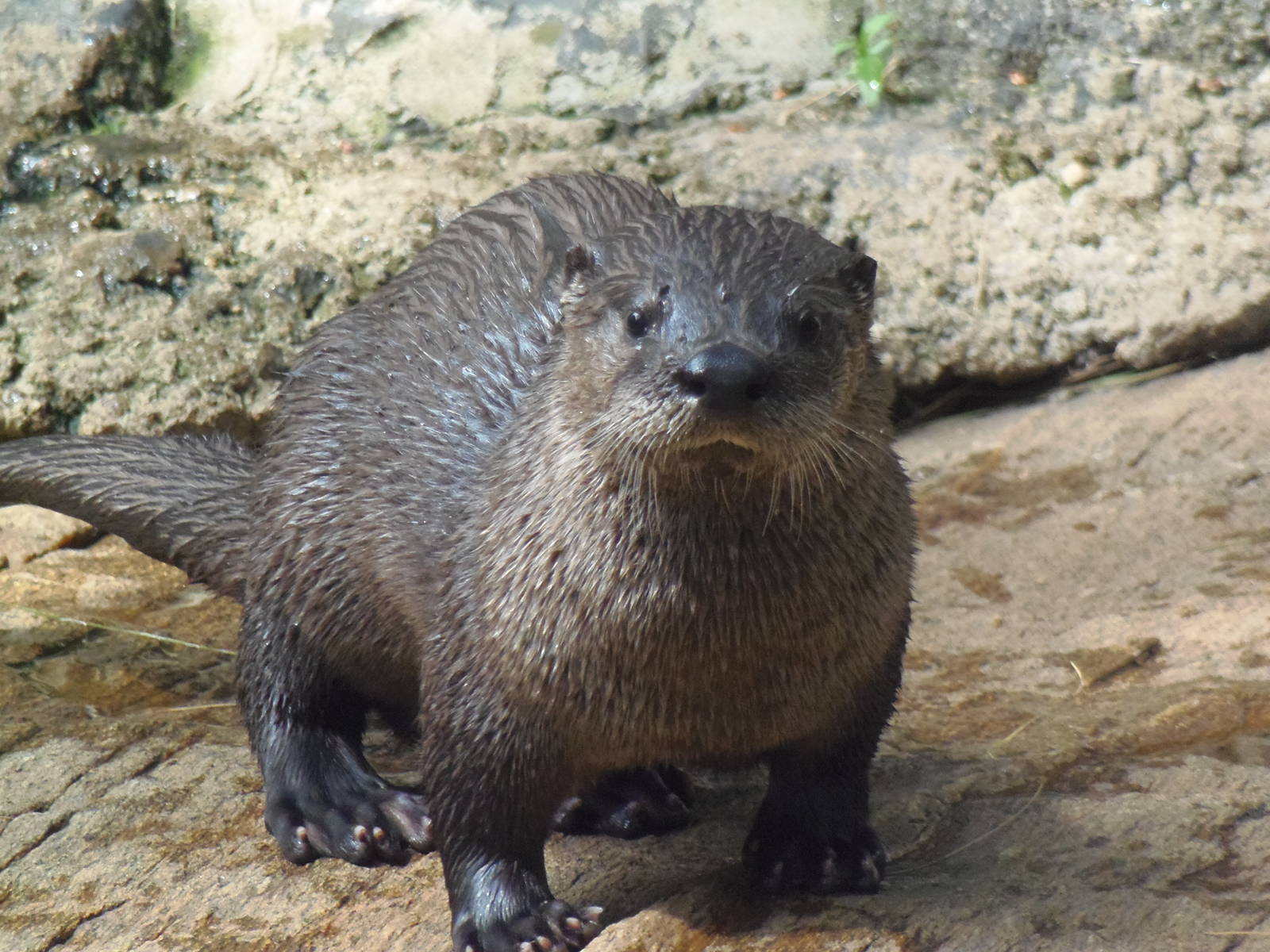 North American River Otter Pup