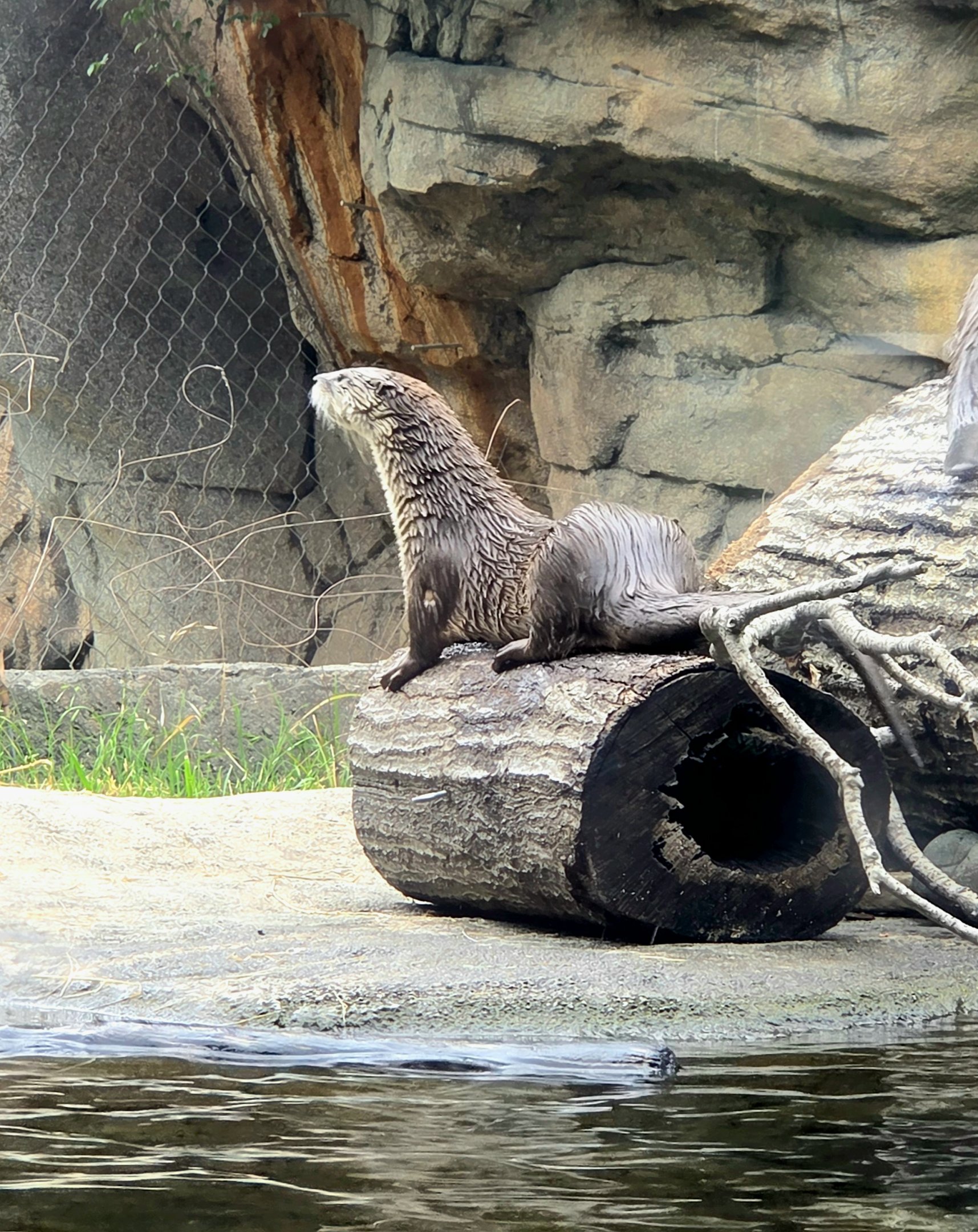 North American River Otter-Riverbanks Zoo