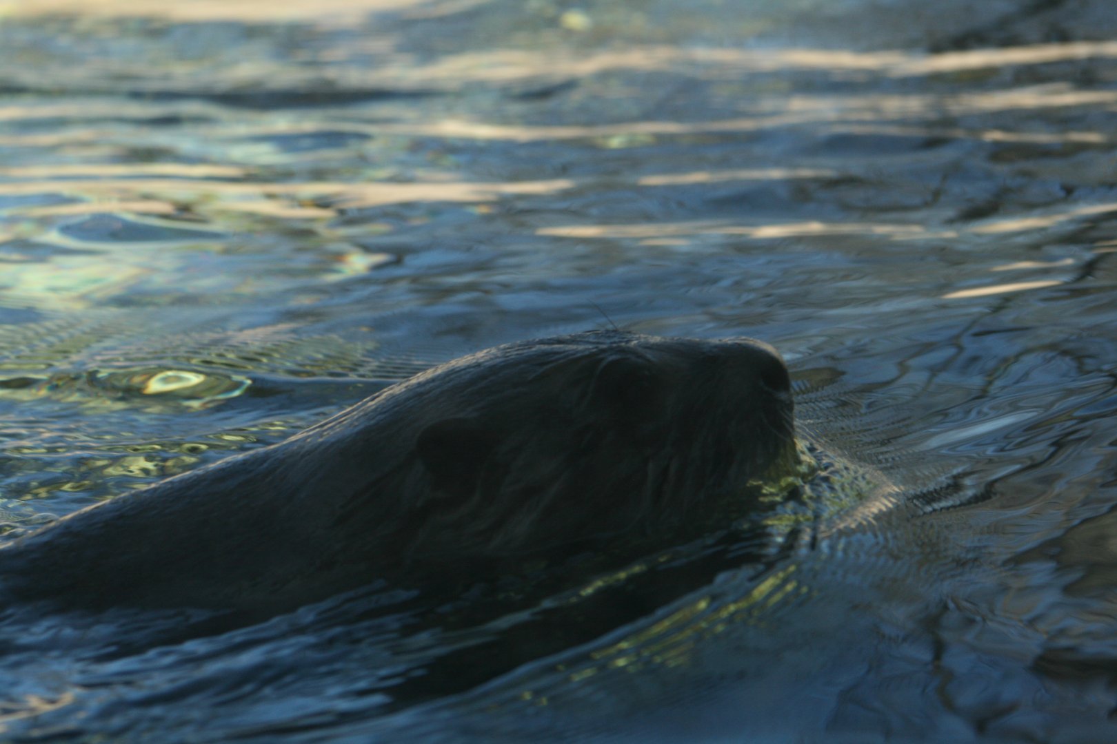 North American River Otter 'Sailor'