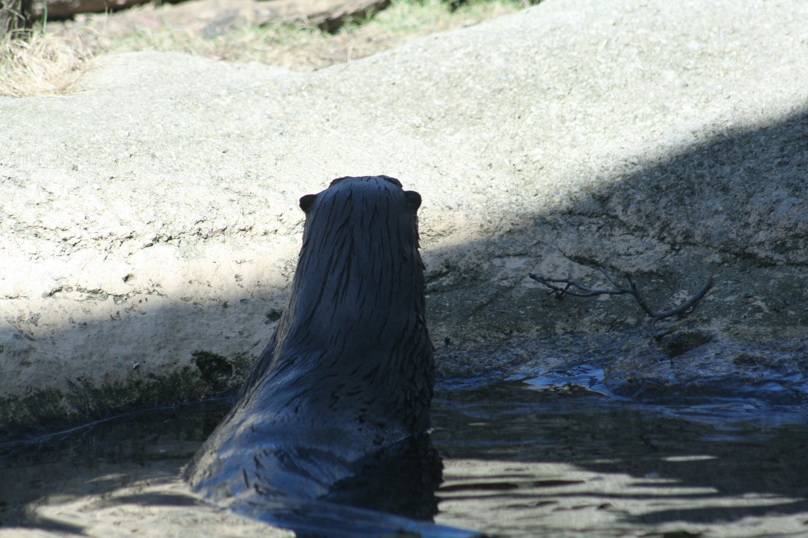 North American River Otter "Sailor'