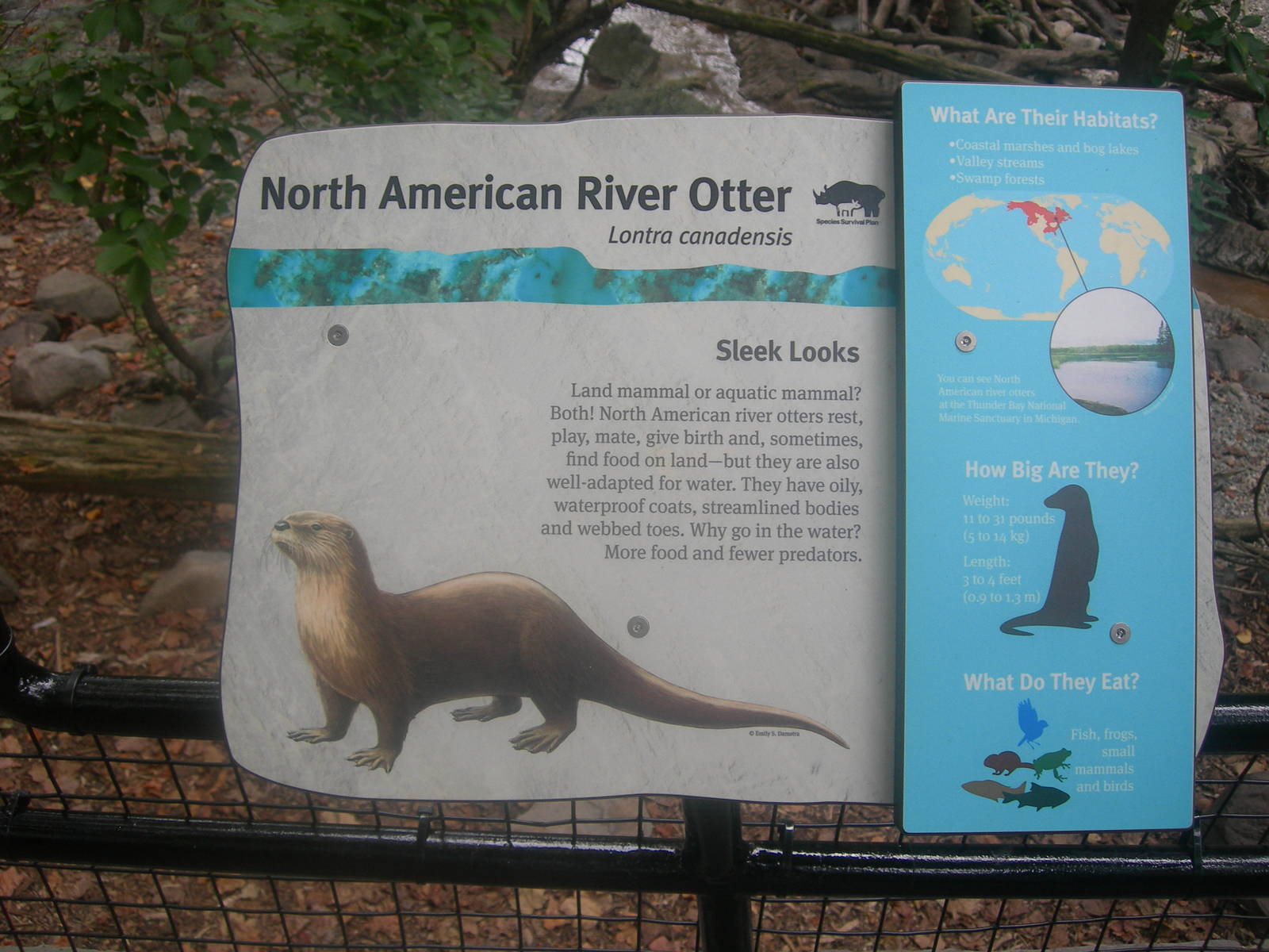 north american river otter sign