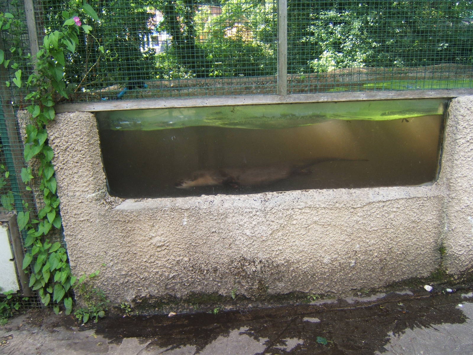North American River Otter swimming underwater
