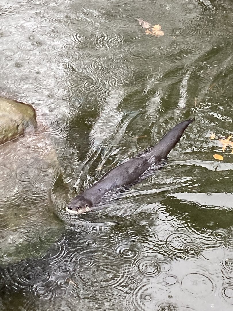 North American River Otter Swimming