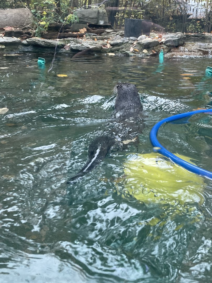 North American River Otter Swimming
