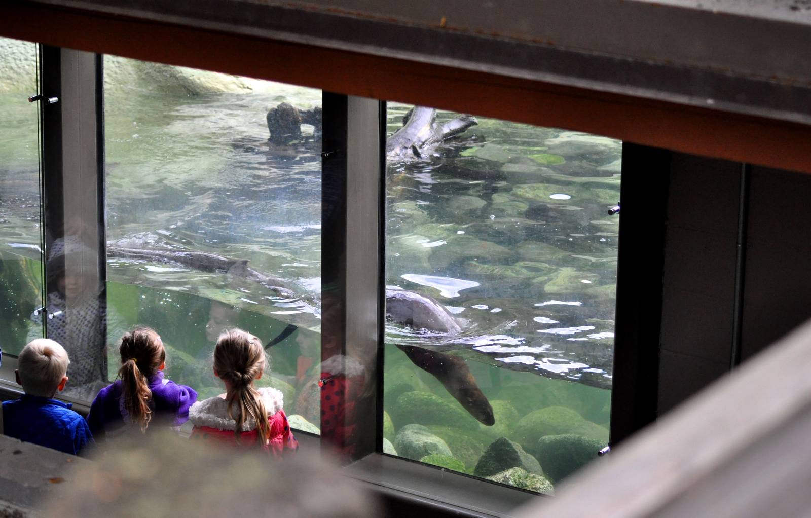 North American River Otter underwater view