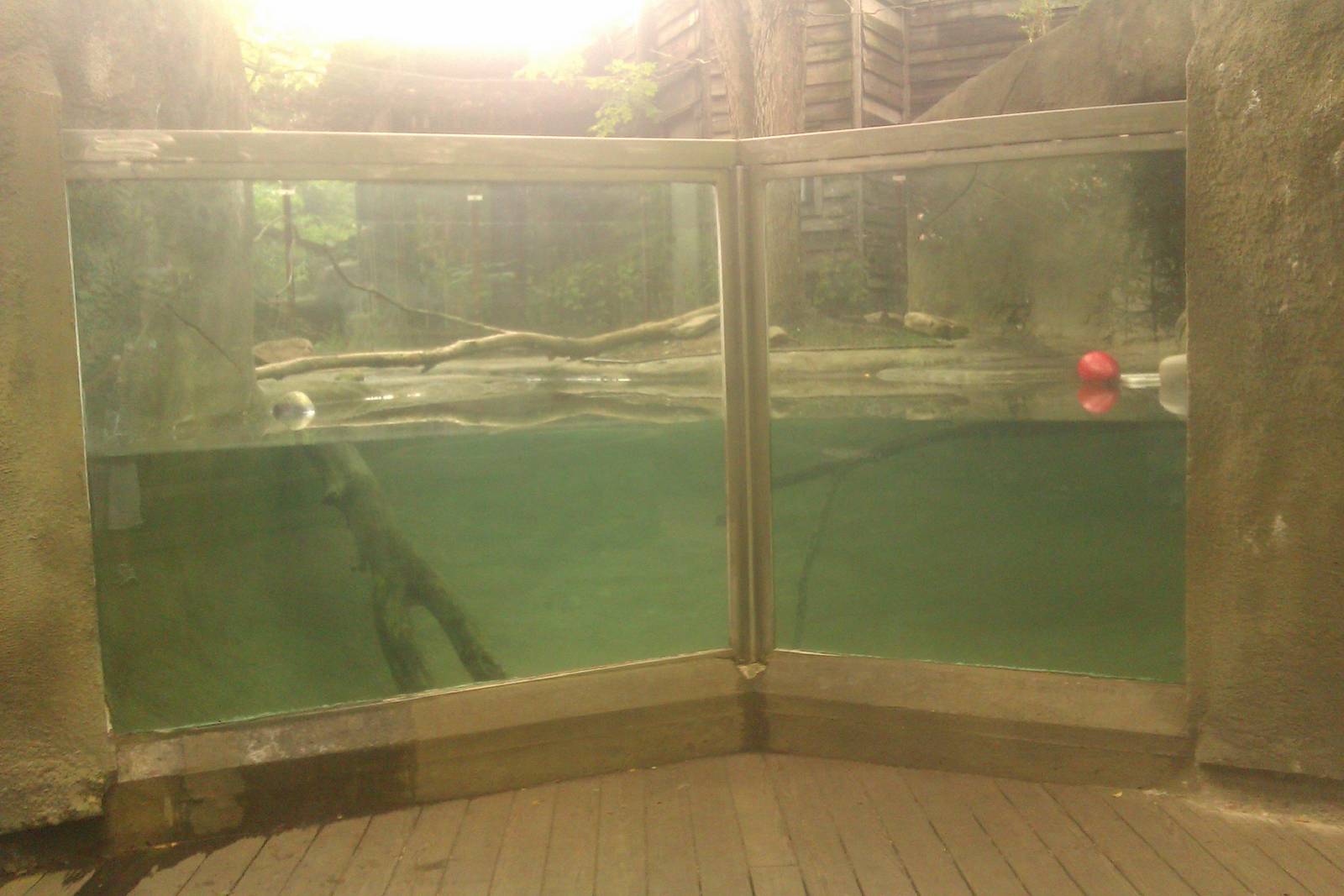 North American River Otter Underwater viewing