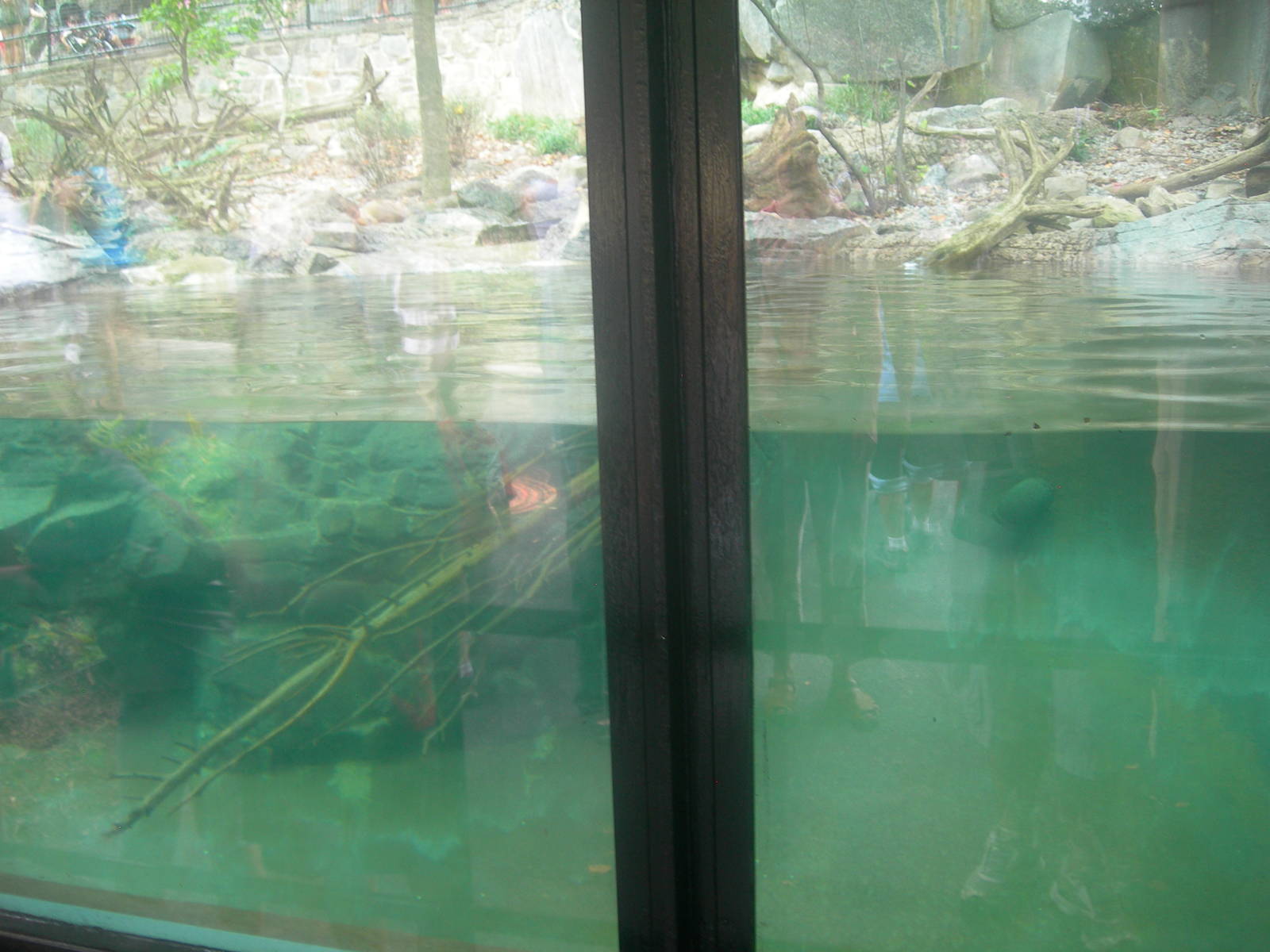 North American River Otter Underwater viewing