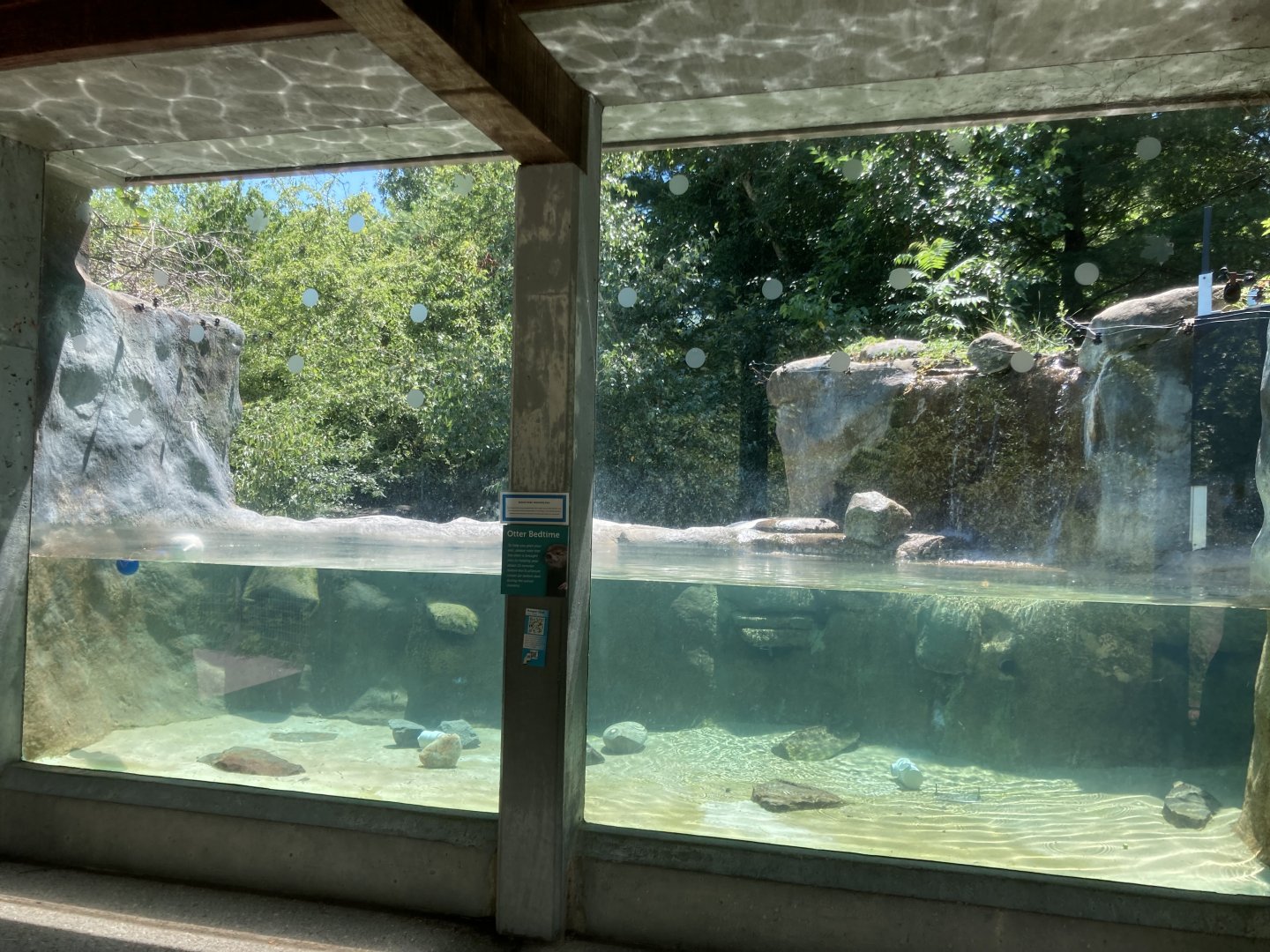 North American River Otter Underwater Viewing