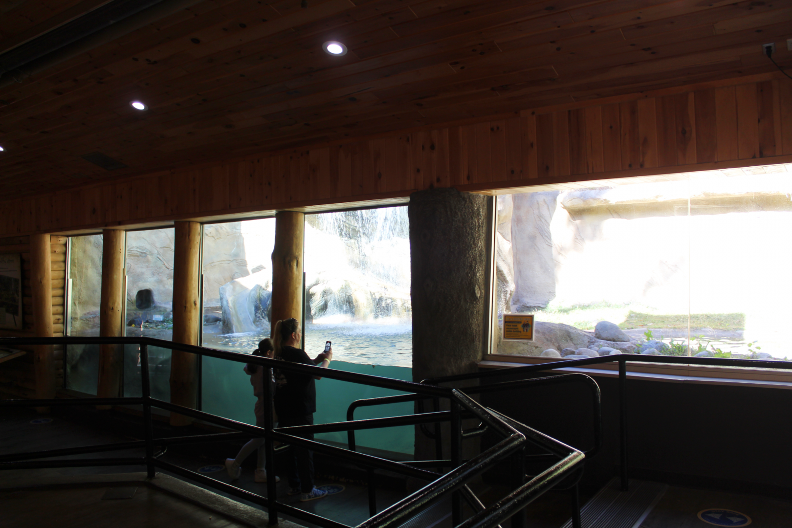 North American River Otter Underwater Viewing