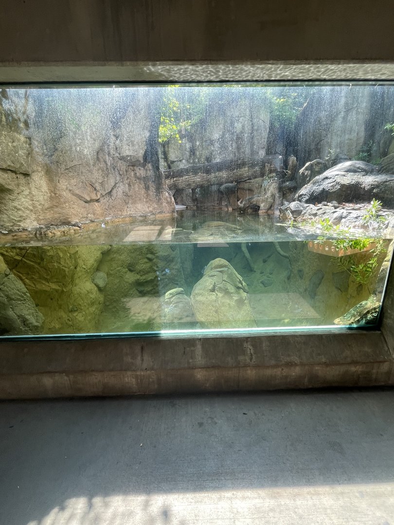 North American River Otter Underwater Viewing