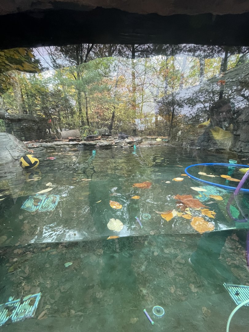 North American River Otter Underwater Viewing