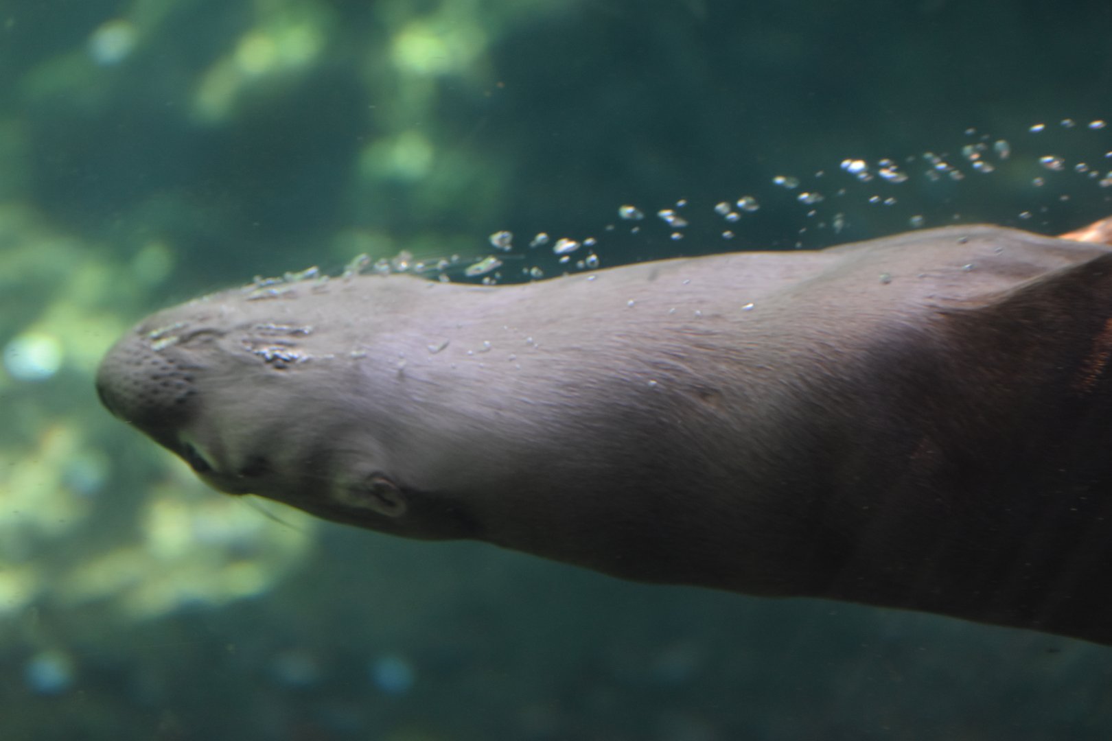 North American River Otter Underwater