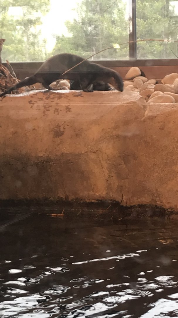 North American River Otter Willow