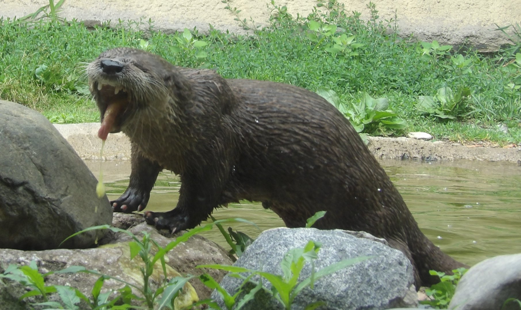 North American River Otter with Tounge