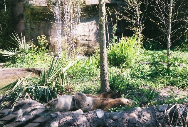 North American River Otter