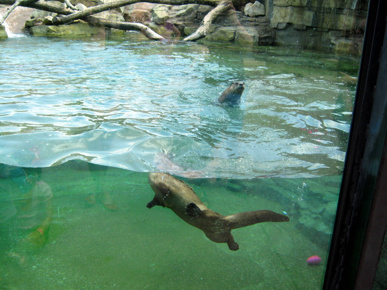 North American River Otter