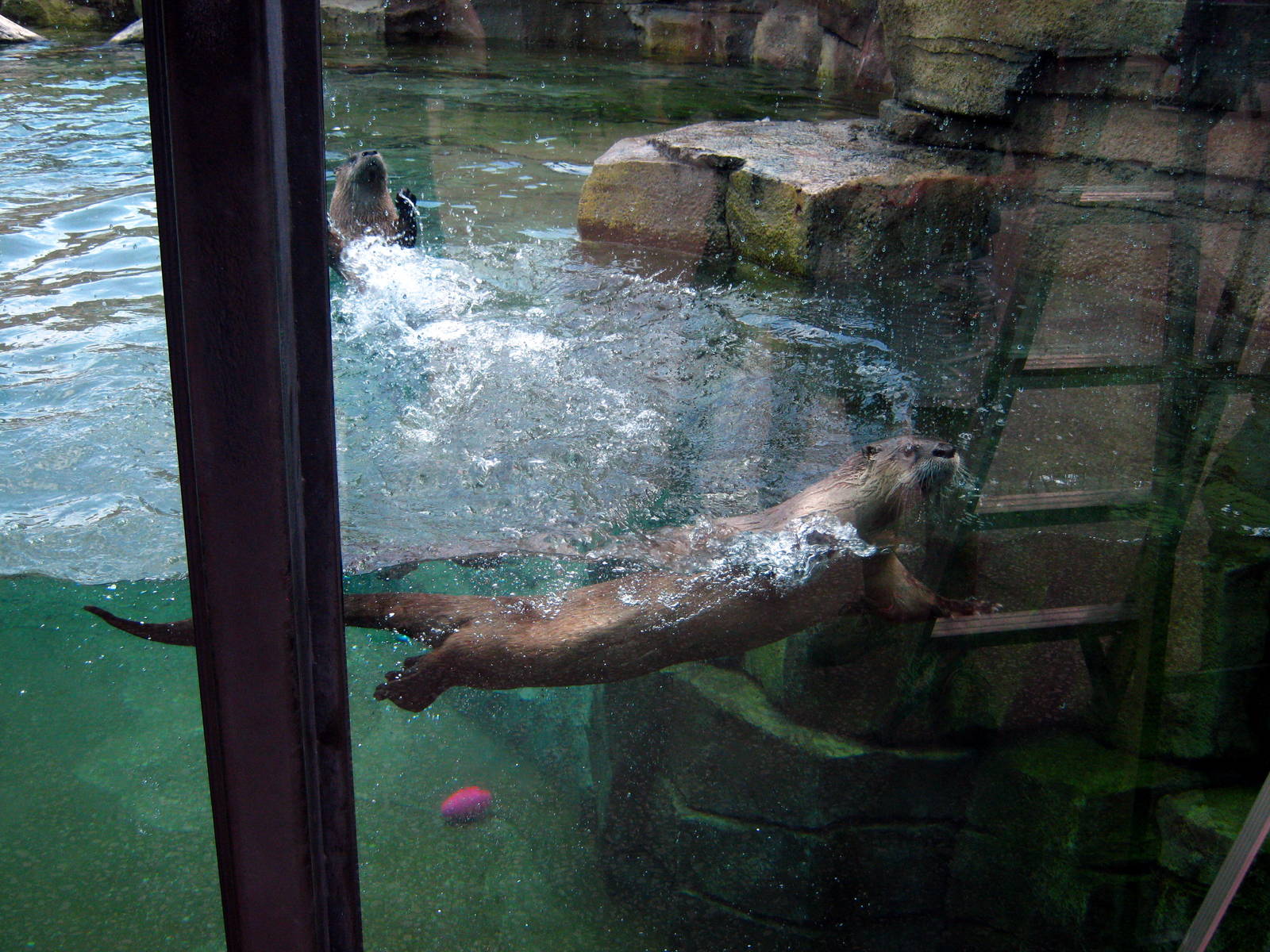 North American River Otter