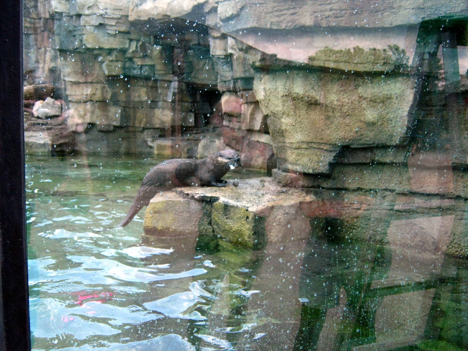North American River Otter