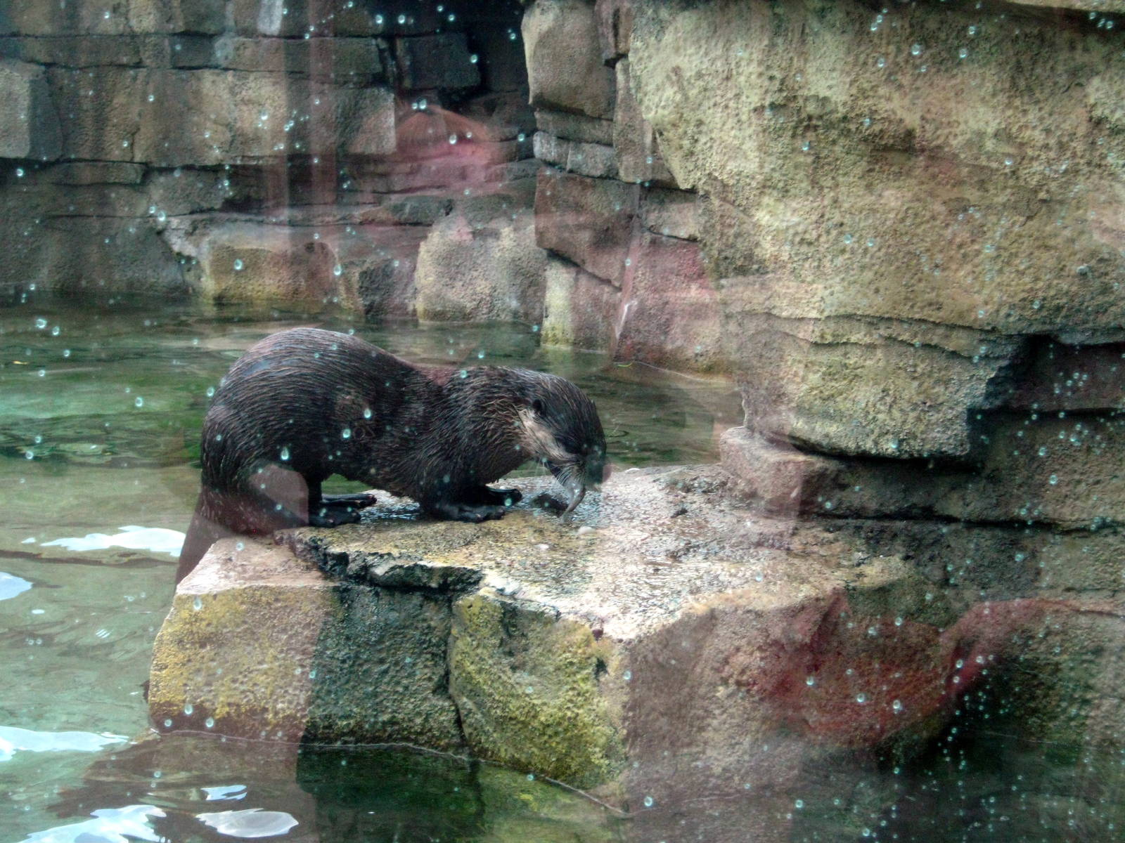 North American River Otter
