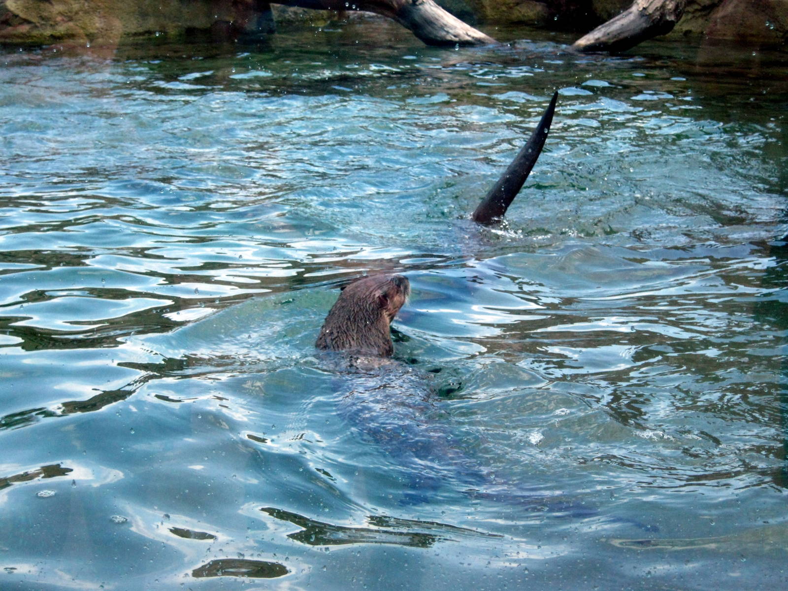 North American River Otter