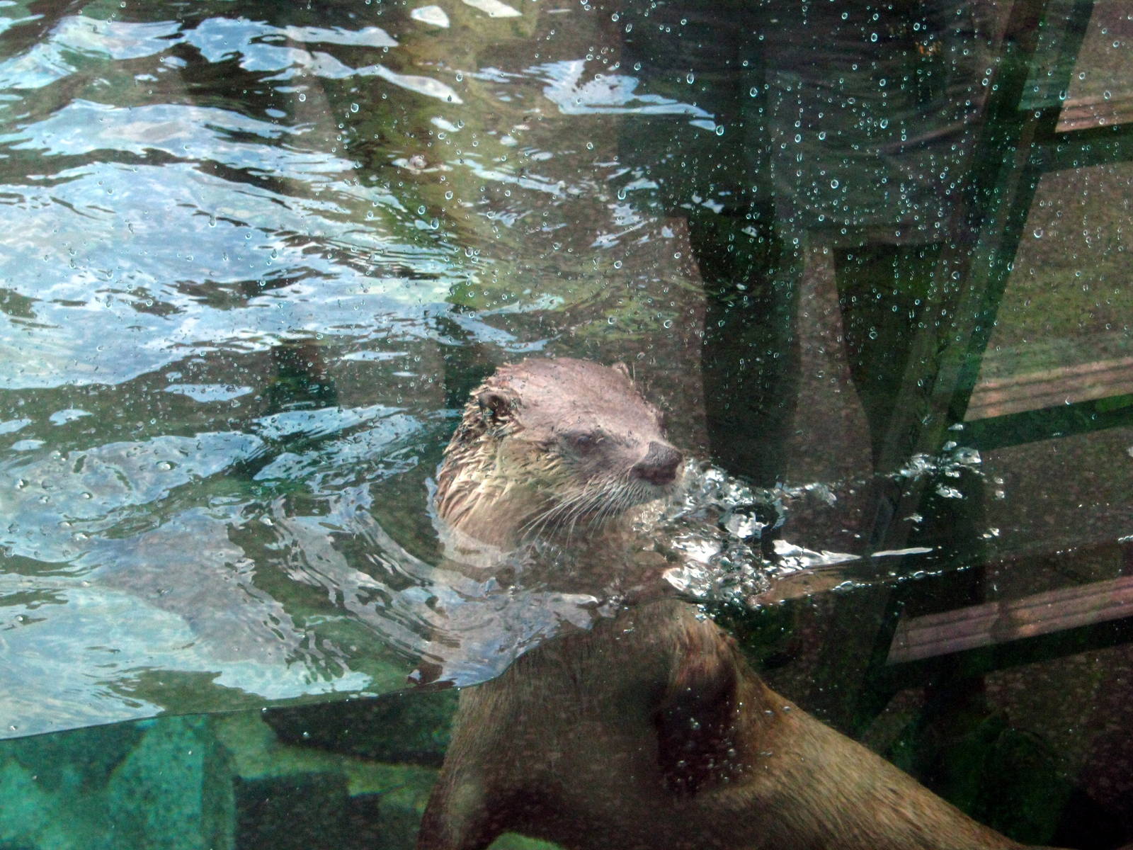 North American River Otter