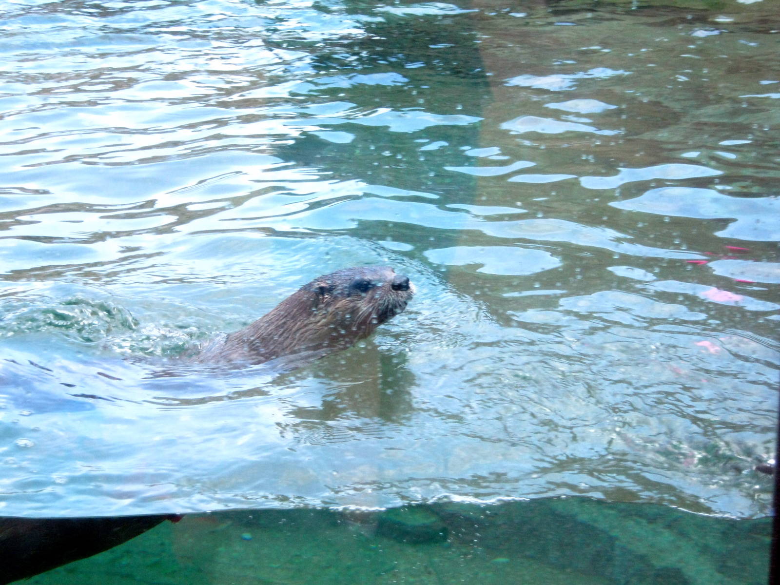 North American River Otter