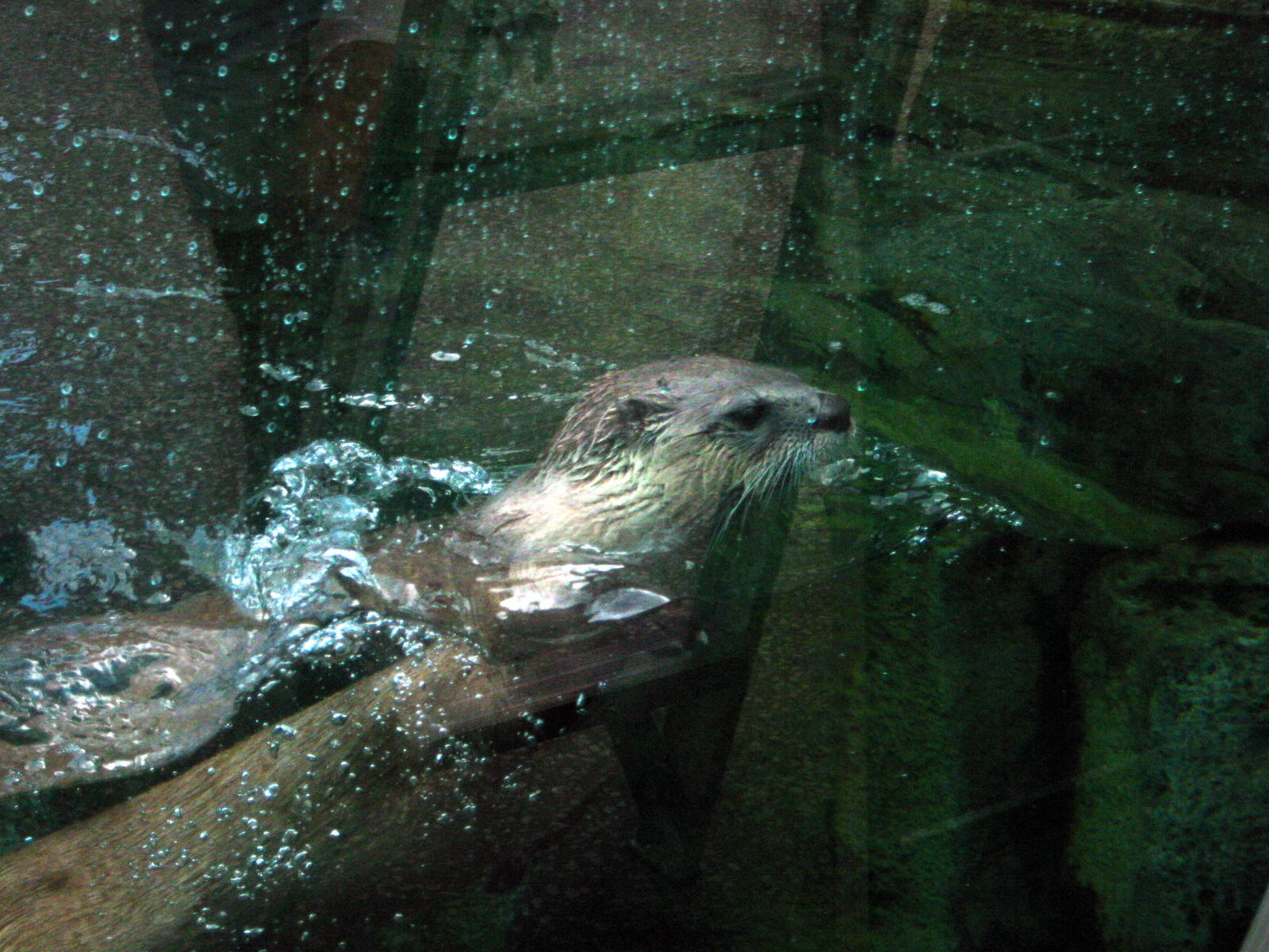 North American River Otter