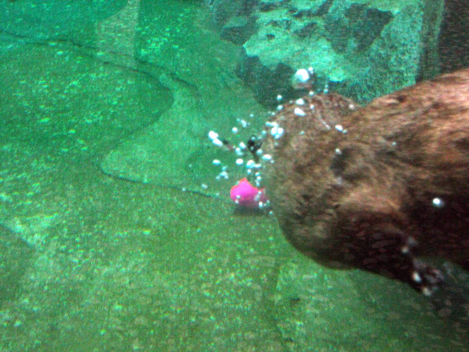 North American River Otter