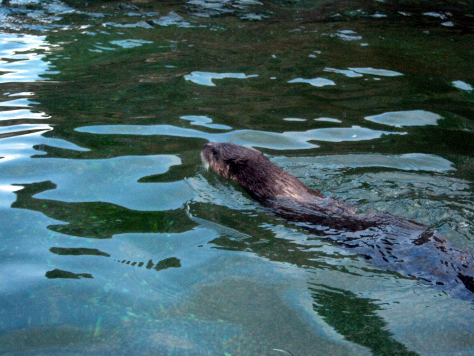 North American River Otter