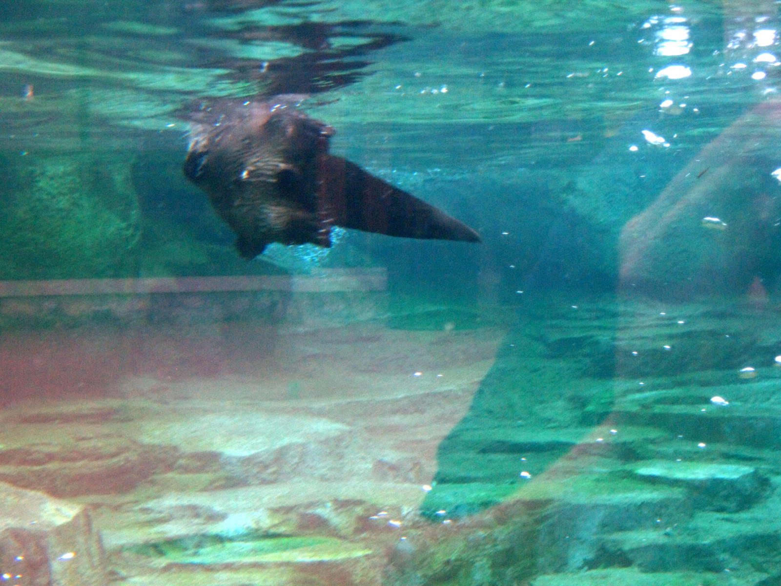 North American River Otter