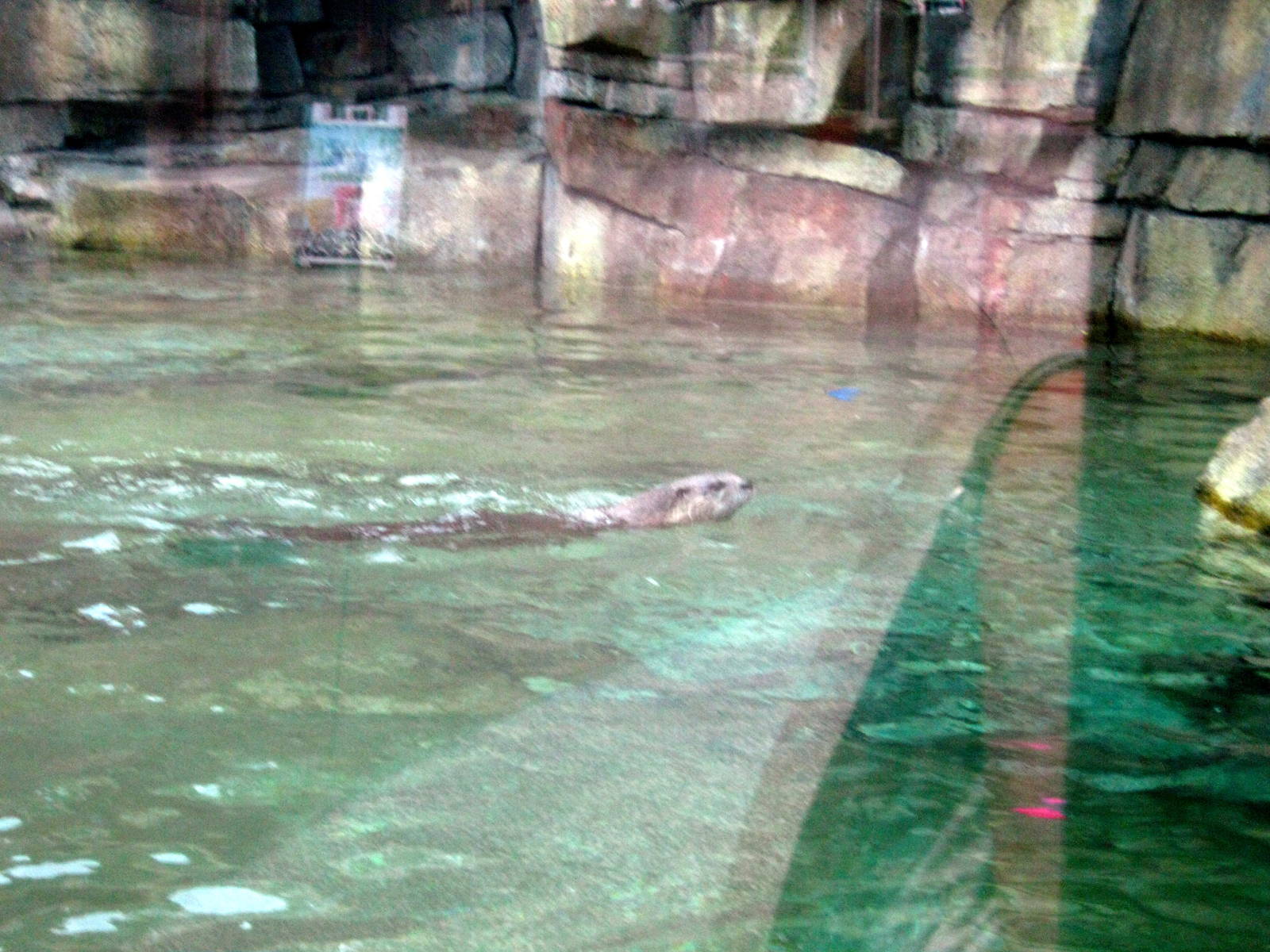 North American River Otter