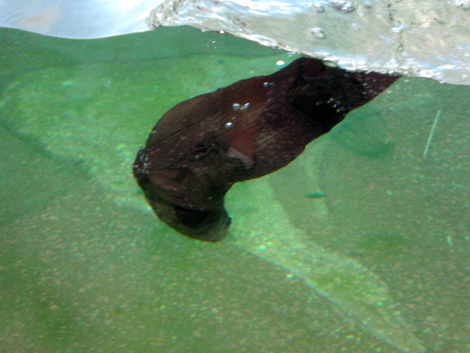 North American River Otter