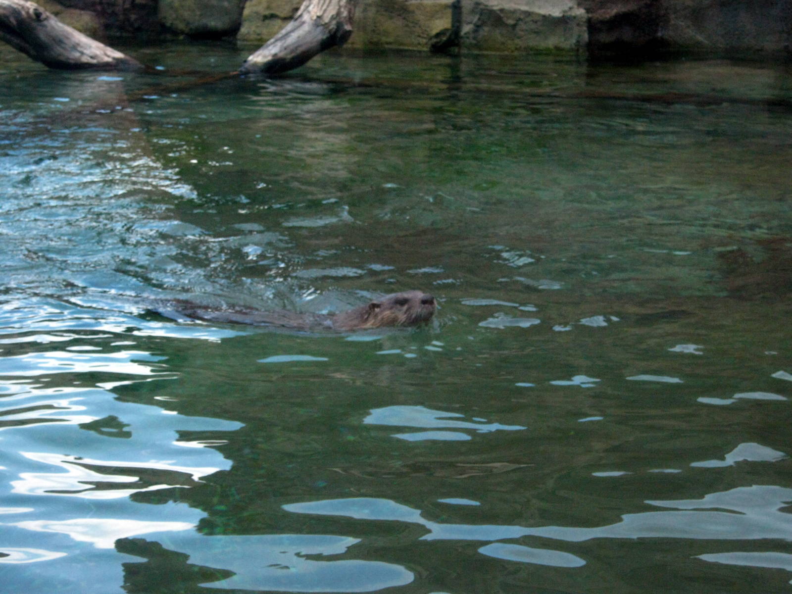 North American River Otter