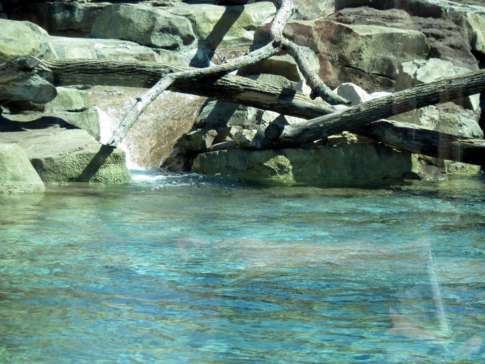 North American River Otter