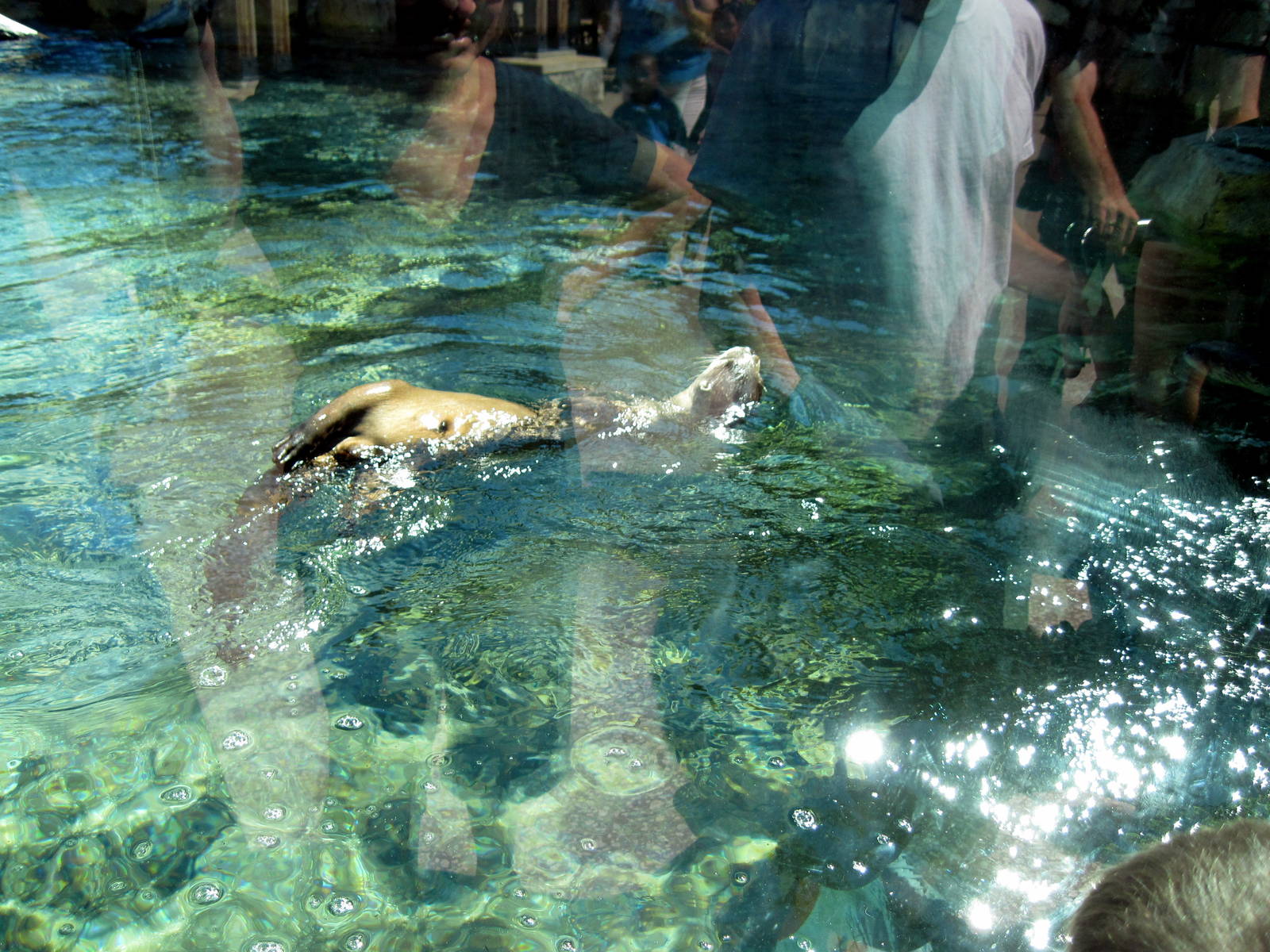 North American River Otter