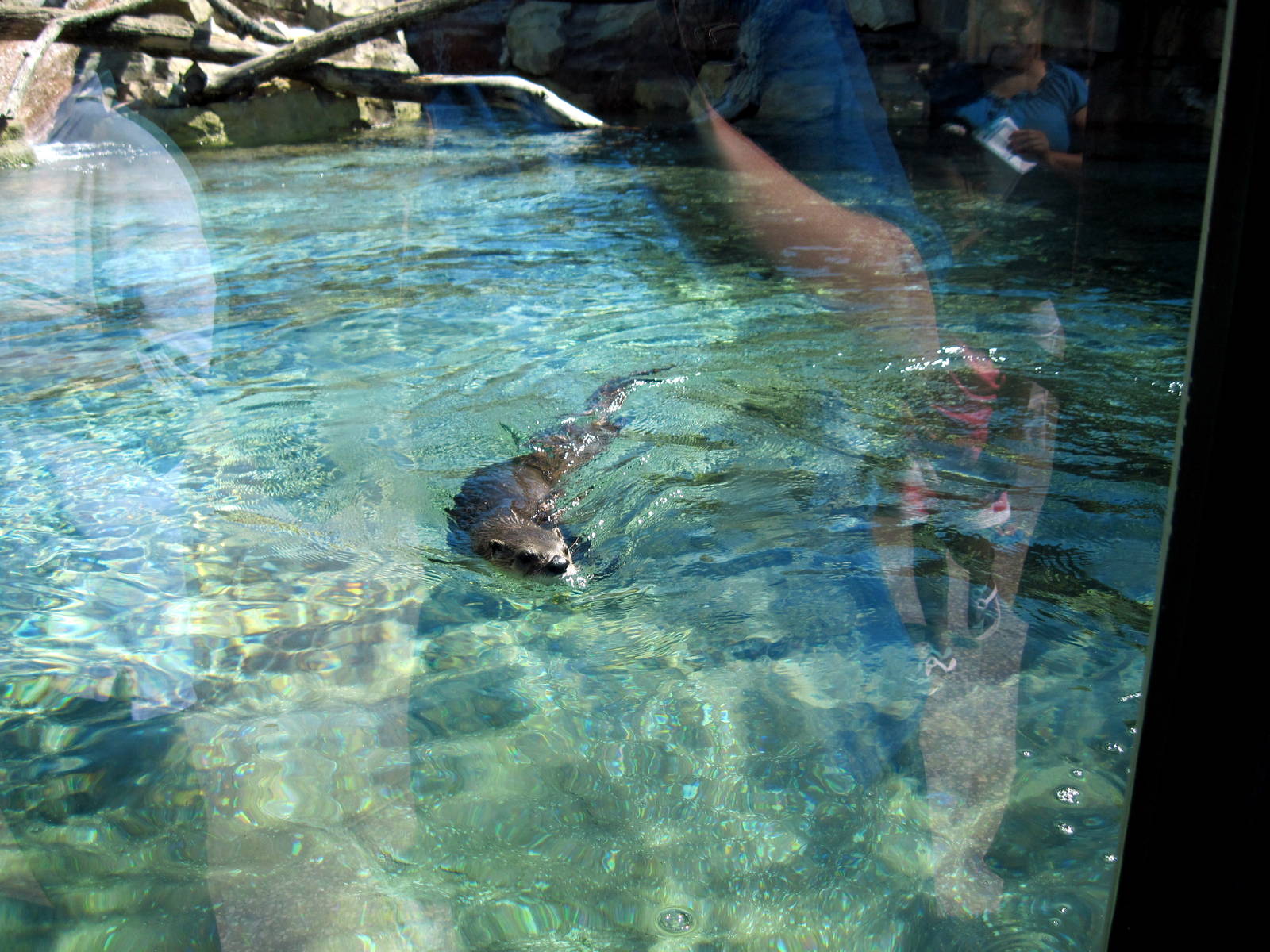 North American River Otter