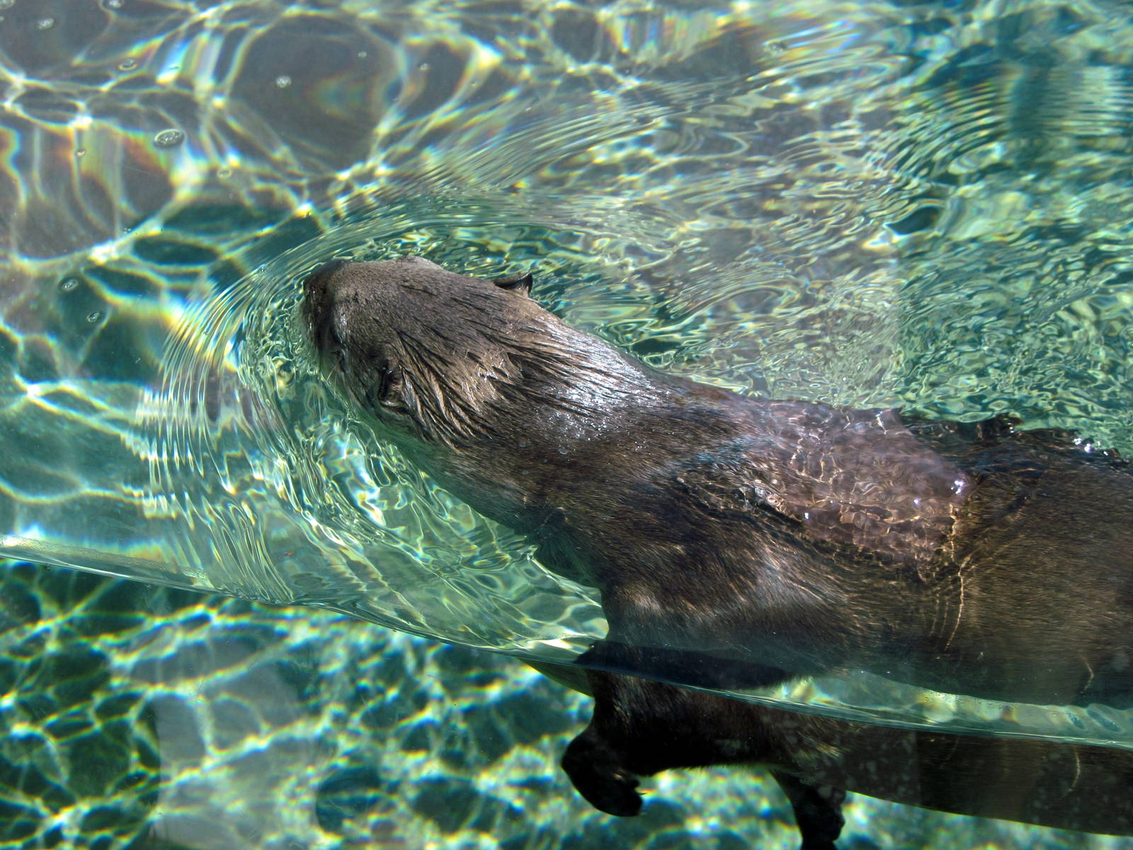 North American River Otter