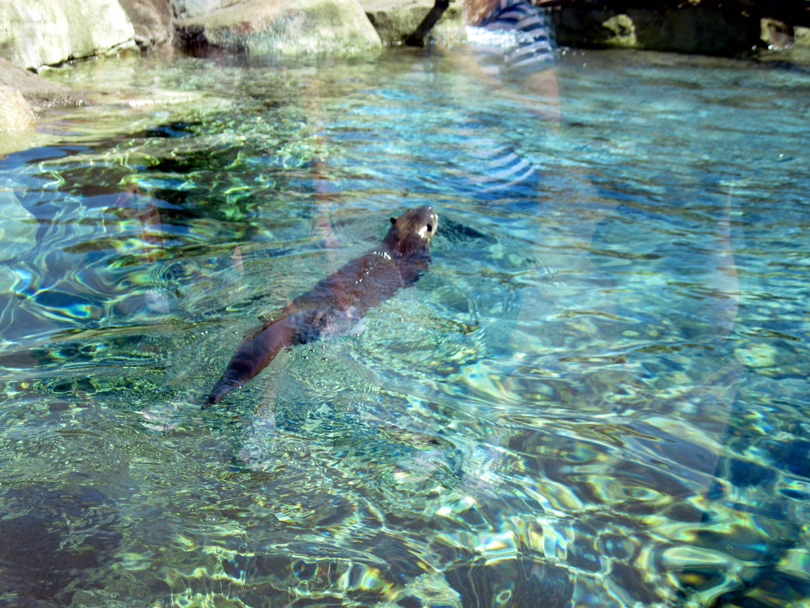 North American River Otter