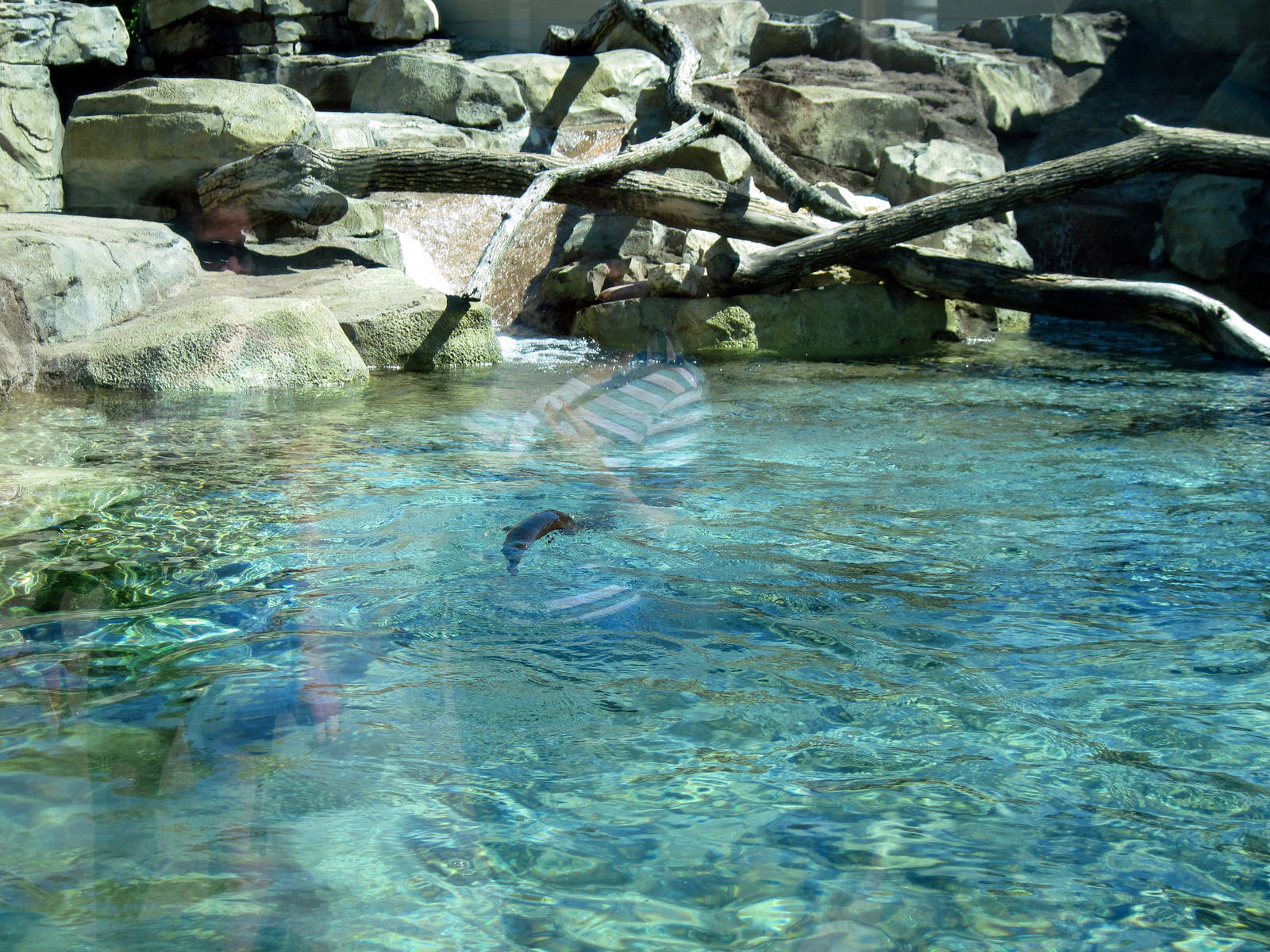North American River Otter
