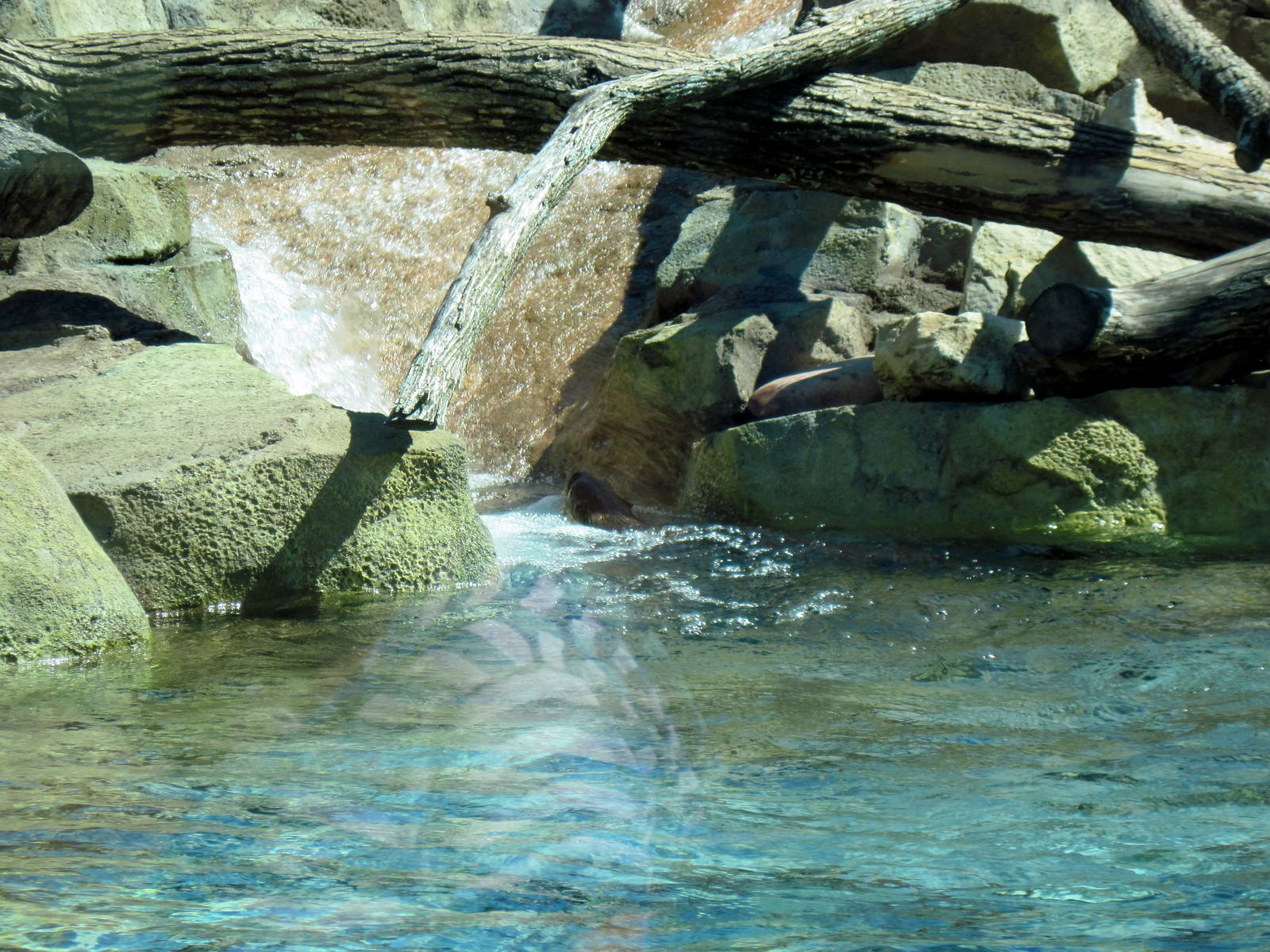 North American River Otter