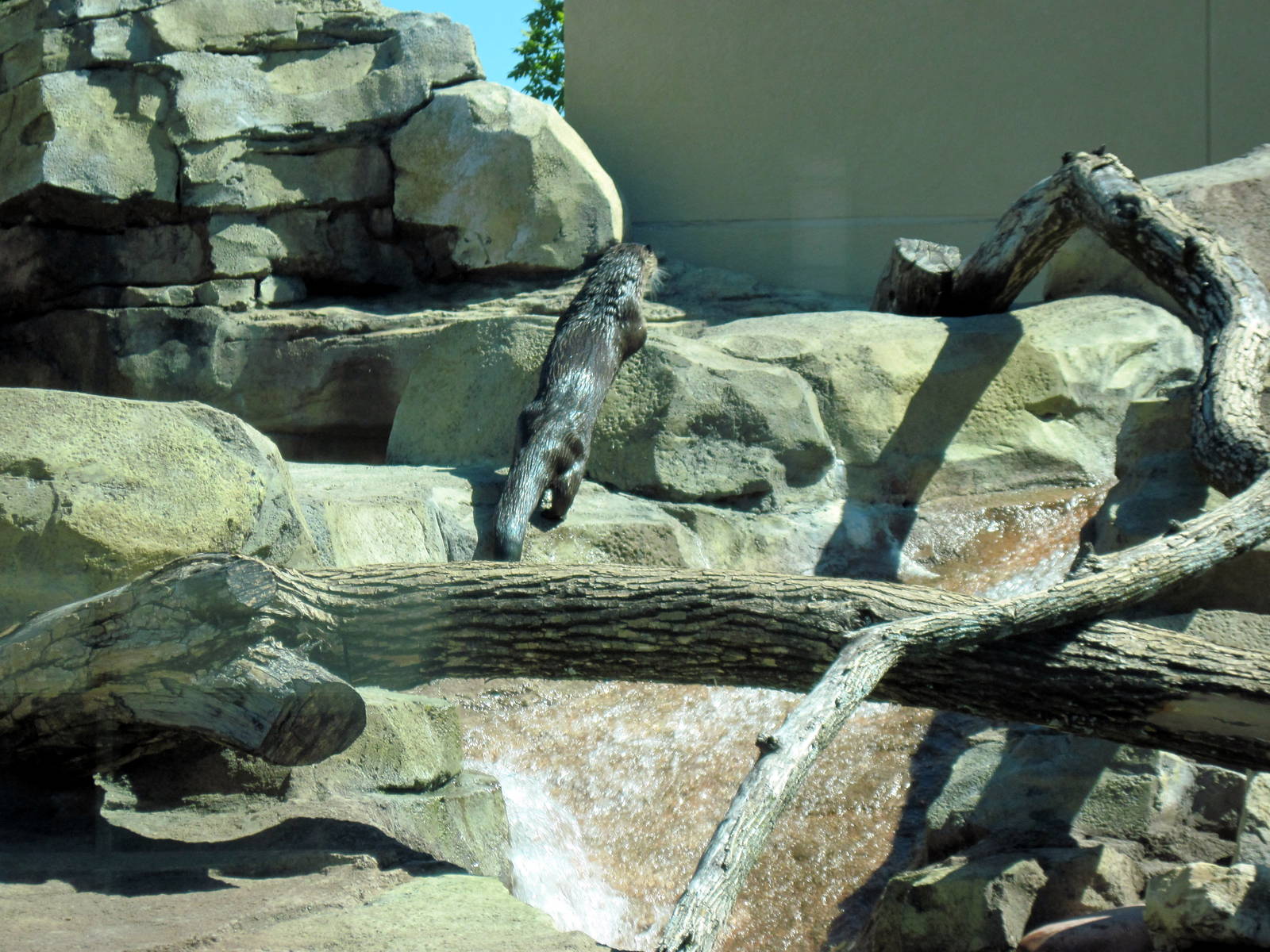 North American River Otter