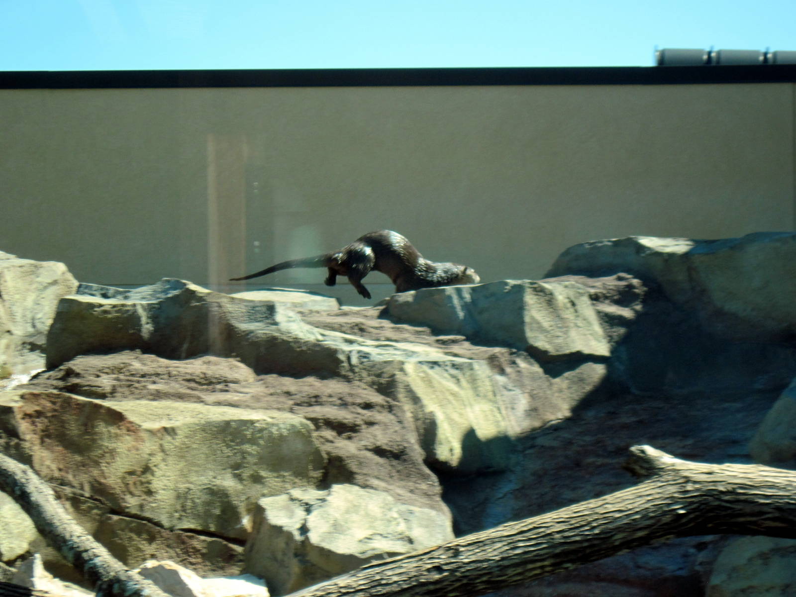 North American River Otter