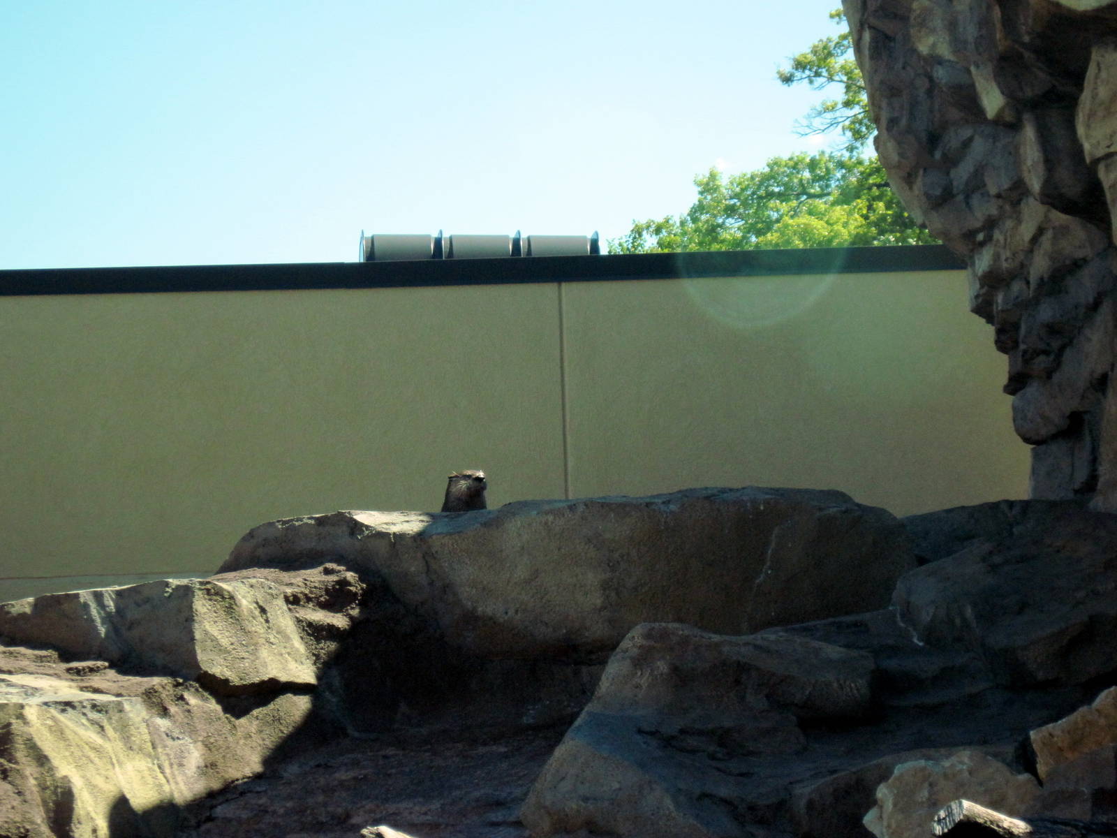 North American River Otter