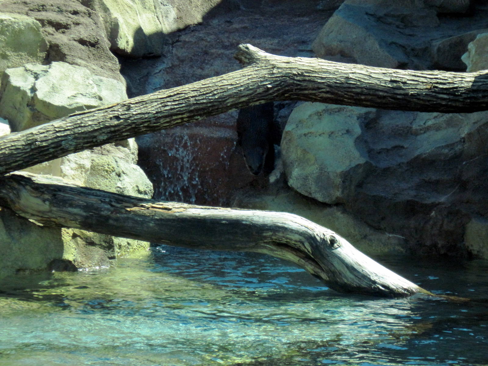 North American River Otter