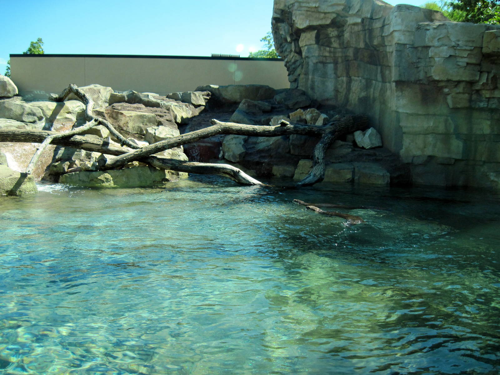 North American River Otter