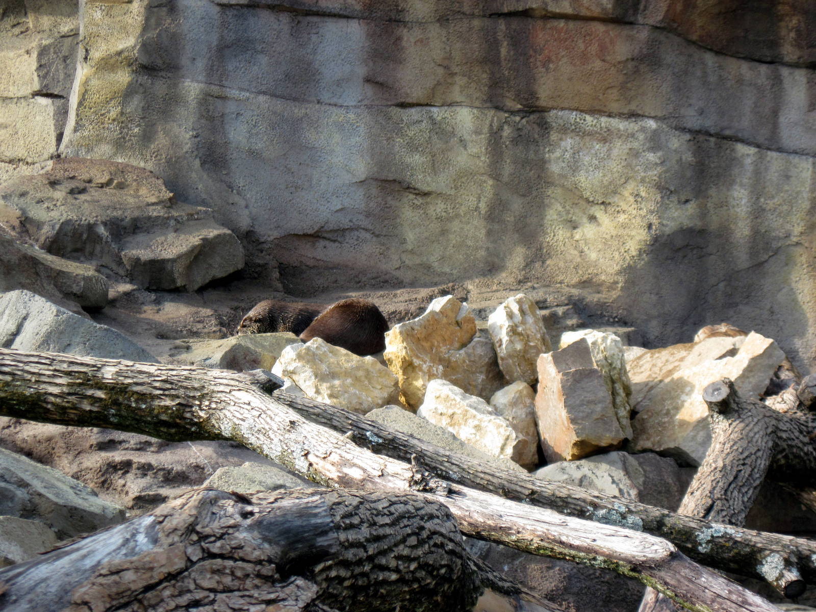 North American River Otter