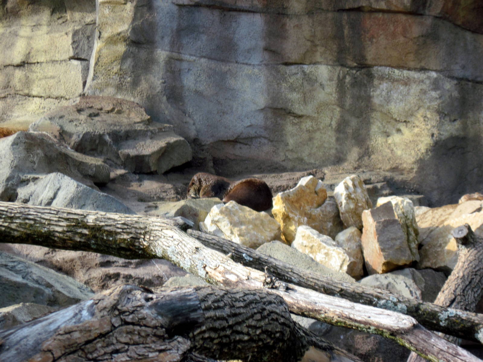 North American River Otter