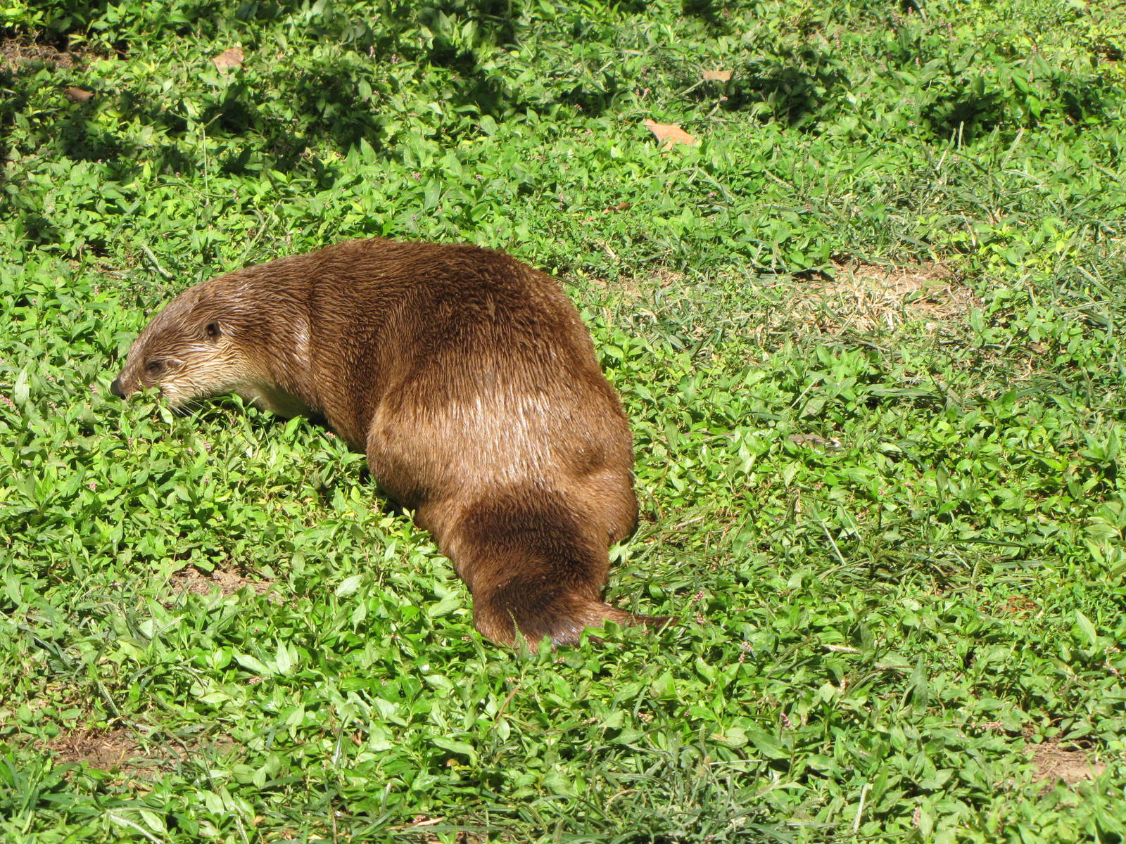 North American River Otter