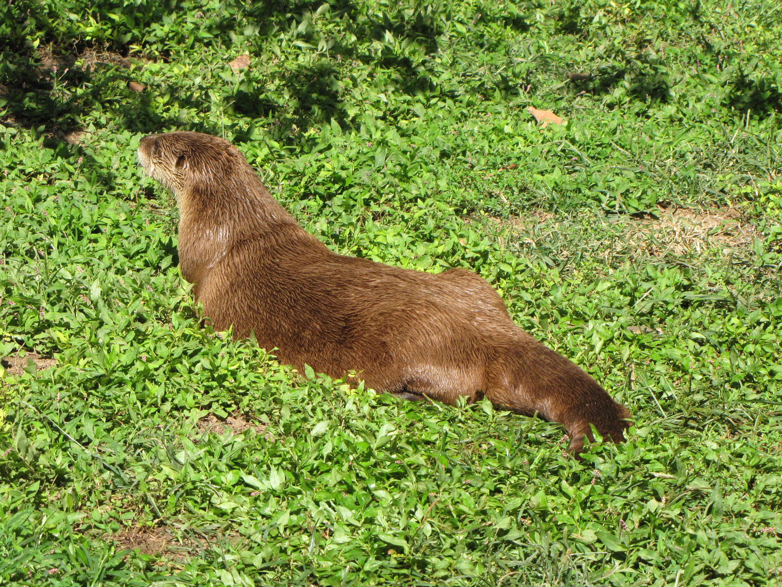 North American River Otter