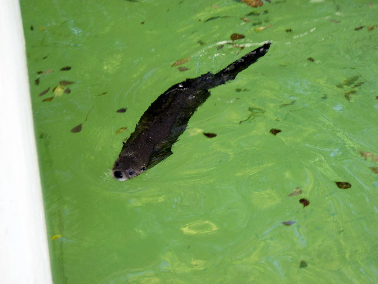 North American River Otter